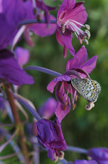 Kuva Martina Motzbäuchel Kuva Martina Motzbäuchel