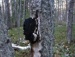 Luomukeruualueilta euroja Päijät-Hämeessä- hanke