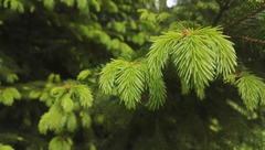 Kuva Kuusenkerkän kaupallisen keruutoiminnan aloittaminen Siikalatvalla? tapahtuma Kuva Kuusenkerkän kaupallisen keruutoiminnan aloittaminen Siikalatvalla? tapahtuma